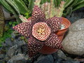 vignette Stapelia variegata