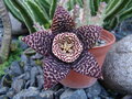 vignette Stapelia variegata