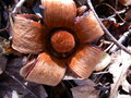 vignette Adansonia suarensis endmique  la baie de Diego