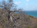 vignette Adansonia suarezensis  endmique  la baie de Diego