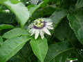 vignette Passiflora edulis