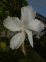 vignette Hibiscus fidji blanc
