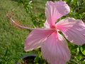 vignette Hibiscus fidji rose