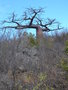 vignette Adansonia suarezensis  endmique  la baie de Diego