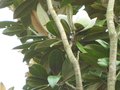 vignette Magnolia grandiflora exmouth encore en fleurs au 25 08 09