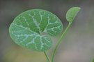 vignette Aristolochia fimbriata