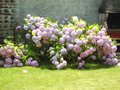 vignette Hydrangea macrophylla