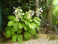 vignette Hosta royal