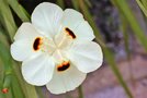 vignette Iridaceae - Dietes bicolor