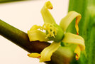 vignette Caricaceae - Papaye femelle - Carica papaya