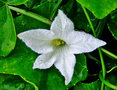 vignette Cucurbitaceae - Coccinia grandis