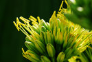 vignette Agavaceae - Agave spp