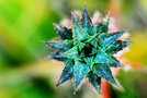 vignette Bromeliaceae - Ananas (nain decoratif)