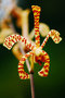 vignette Orchidees - Arachnis flo-aeris