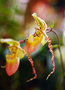 vignette Orchidées - Phragmipedium pearcei
