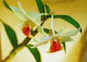 vignette Orchidees - Dendrobium Roongkamol Vejvarut