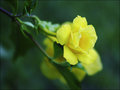 vignette Allamanda williamsii