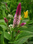 vignette Amaranthaceae - Celosie - Celosia spicata