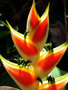 vignette Heliconiaceae - Balisier - Heliconia wagneriana