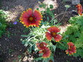 vignette gaillardes