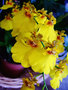 vignette Orchidees - Oncidium flexuosum