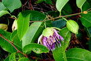 vignette Passifloraceae - Pomme liane - Passiflora laurifolia