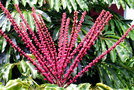 vignette Araliaceae - Arbre ombrelle - Schefflera actinophylla