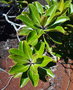 vignette Tristaniopsis guillainii ssp. balansana