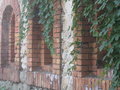 vignette Parthenocissus quinquefolia