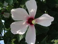 vignette hibiscus grandiflora fleur