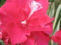 vignette nerium oleander rouge double au 27 08 09