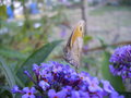 vignette Myrtil,papillon,insecte