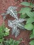 vignette Alocasia sanderiana