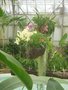 vignette Suspensions d'orchides