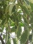 vignette Ficus elastica ''varigata''