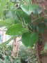 vignette Ficus  macrophylla