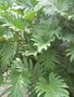 vignette Philodendron xanadu