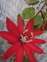 vignette Passiflora miniata