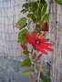 vignette Passiflora miniata