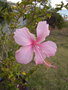 vignette Hibiscus fidji rose