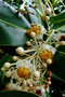 vignette Clusiaceae - Takamaka - Calophyllum inophyllum