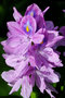 vignette Pontederiaceae - Jacinthe d'eau - Eichornia crassipes