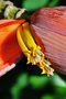 vignette Musaceae - Banane - Musa laterita