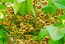 vignette Sterculiaceae - Brachychiton