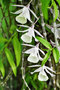 vignette Orchidees - Dendrobium pierardii