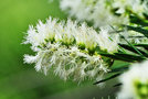 vignette Myrtaceae - Myrte - Melaleuca linariifolia