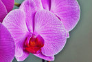 vignette Orchidées - Phalaenopsis comedie