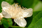 vignette Myrtaceae - Goyave - Psidium guajava