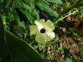 vignette Hibiscus cannabinus