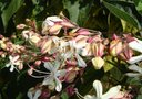 vignette fleurs du clorodendron 1ere floraison d't